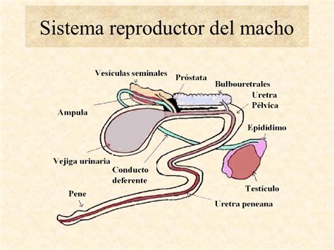 Tema Ii Sistema Reproductor
