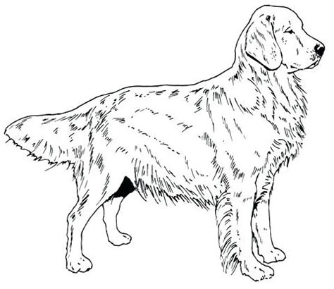 Goldendoodle Drawing at GetDrawings | Free download