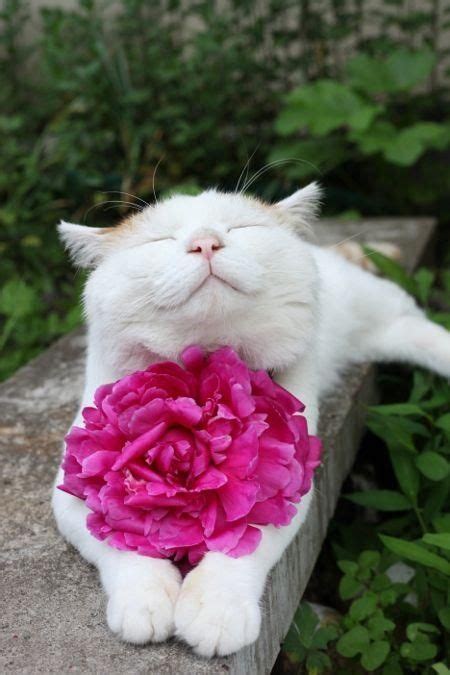 I Love Cats And Flowers Perfect Cute Animals Happy Cat Cute Cats
