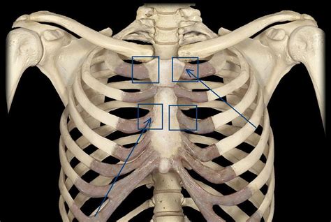 Wondering what the sternum is? Anatomy Joints - Anatomy 101 with Pasquini at School of Veterinary Medicine - St. George's ...