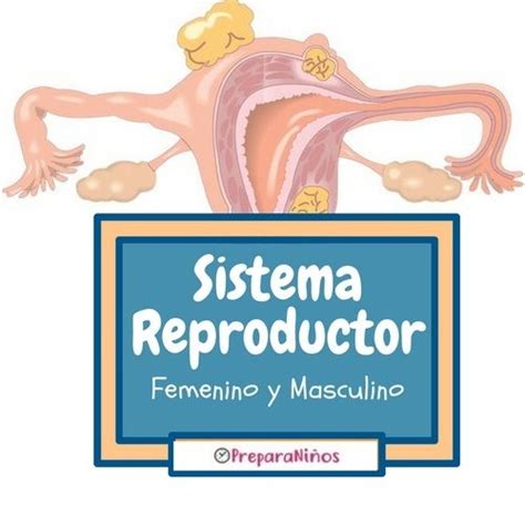 Sistema Reproductor Femenino Y Masculino Para Niños Reproducción