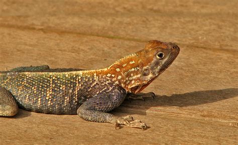 Red Headed Agama Facts And Pictures