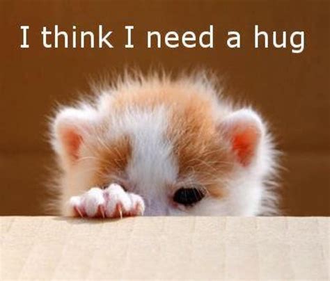 I need a hug | cats | Pinterest | To be, Nice and Be nice