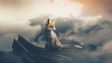 2560x1440 Fox The Observer 1440p Resolution Hd 4k Wallpapersimages