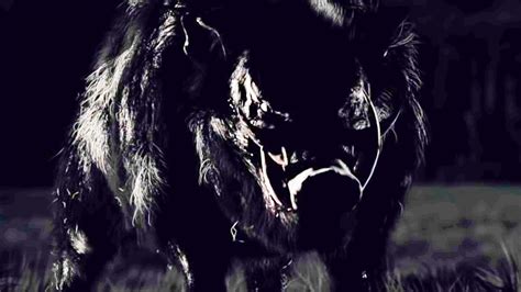 • the first film in the infamous guinea pig series of shorts from japan isn't quite as infamous. BOAR Trailer (2016) Pig Horror - YouTube