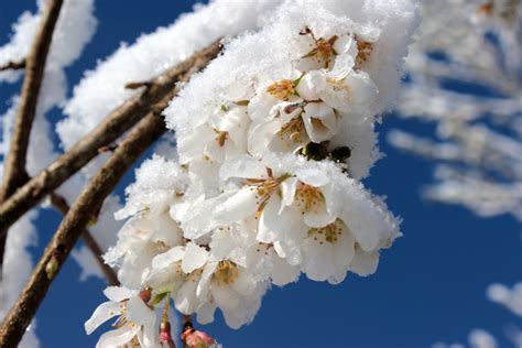 무료 이미지 자연 분기 눈 감기 겨울 식물 화이트 꽃잎 서리 봄 생기게 하다 플로라 시즌 닫다 일본
