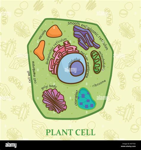 Diagrama De Celulas Vegetales