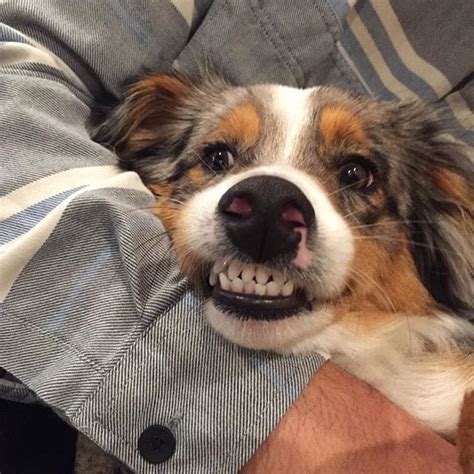 15 Undeniable Signs Your Dog Is A Bona Fide Dingus Bark Post
