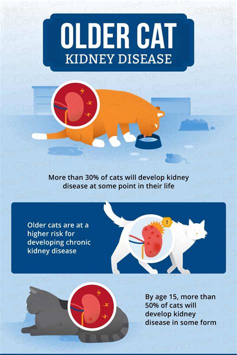 Acute renal failure is a syndrome characterized by a sudden decrease of the glomerular filtration rate (gfr) and consequently an increase in blood nitrogen products (blood urea nitrogen and creatinine). Renal Failure In Cats Stages, Serum Intact Parathyroid ...