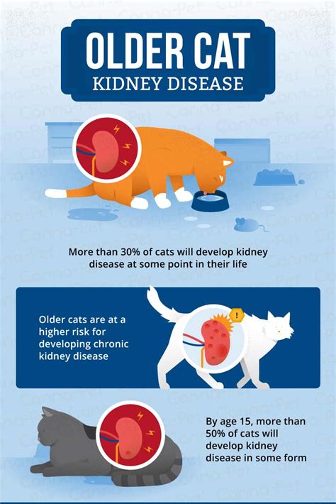 Approximately 30 percent of cats will develop kidney disease during their lifetime; Kidney Disease in Older Cats | Canna-Pet