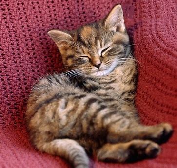 tabby cat cat breeds encyclopedia