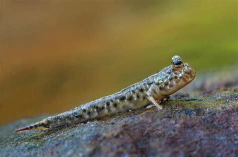 Dusky Gilled Mudskipper Photograph By Nhpa