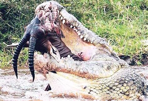 SKBT: Buaya Terbesar Di Tangkap