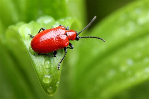 100 Things That Are Red In Nature Visual List