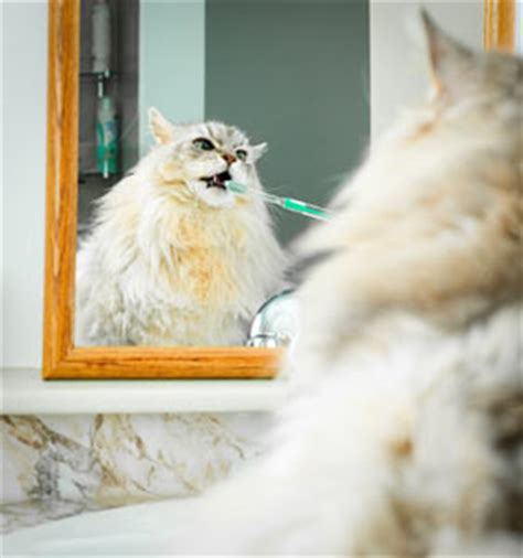 Similarly, keeping the teeth and gums healthy requires regular preventative care. Cat Toothache Symptoms | AXEDA