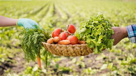 Natural Farming Vs Organic Farming 100 Complete Comparison