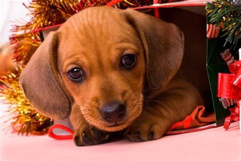 21 Of The Cutest Christmas Puppies Pictures