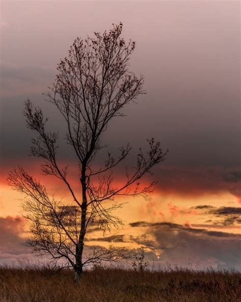 Simon Baxter Photography Trees For Life