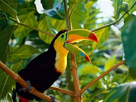 972988 Toucans Beak Birds Wildlife Colorful Green Animals