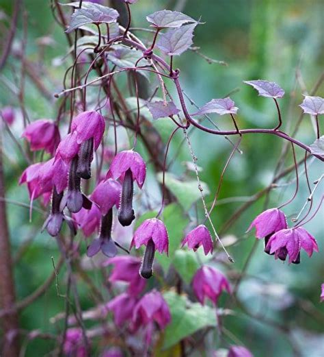 These beautiful plants grow and flourish in damp areas, near streams, and next to drainage on mountainsides. (annual climber) Rhodochiton atrosanguineus 'Purple Bells ...