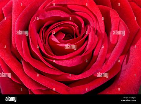 Rose Flower Hi Res Stock Photography And Images Alamy