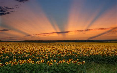 Landscape Sunset Sunflowers Sky Rays Wallpapers Hd Desktop And