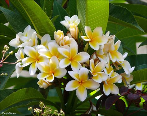 Plumeria Care Helpful Hints To Care For Your Plumerias