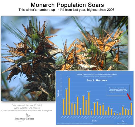 013019 Monarch Population Winter 2019