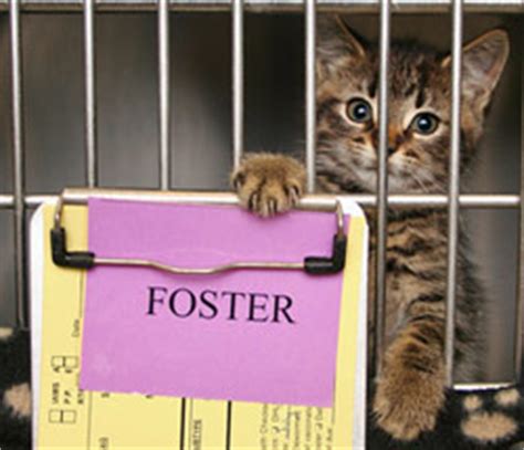 What does fostering a cat involve? Become a Foster | The Cat's Meow
