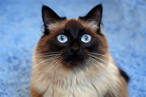 6 Ragdoll Cat Facts You Should Know | The Dog People by Rover.com