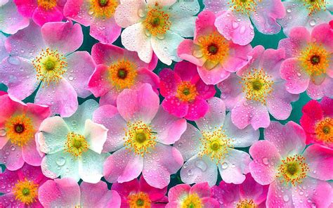 Download, share or upload your own one! wallpaper: Pink Flowers Wallpapers