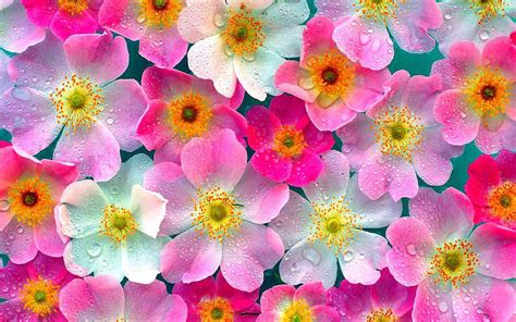 Download high quality pink backgrounds for your mobile, desktop or website from our stunning collection. wallpaper: Pink Flowers Wallpapers