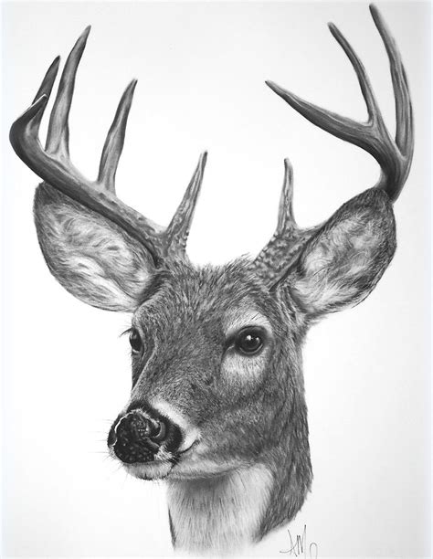 Whitetail Buck Head Drawing