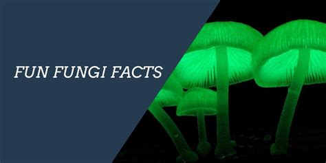 10 Fascinating And Fun Fungi Facts 10 Will Shock You