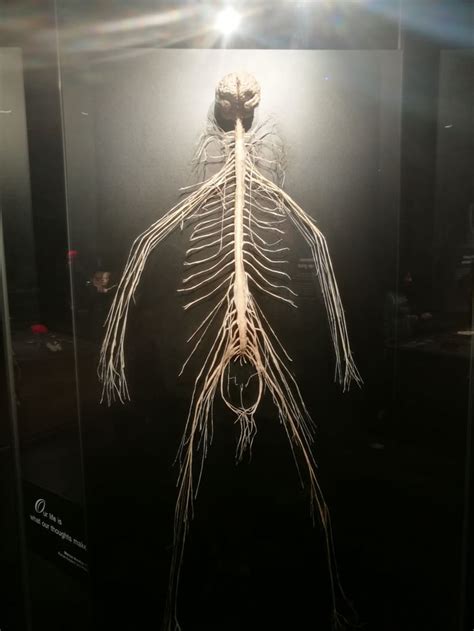 Click to view privacy policy and trust info . A real Human nervous system displayed in Amsterdam - 9GAG