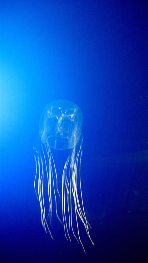 Small Box Jellyfish Chironex Fleckeri Possibly Yamaguchi Flickr