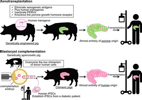 Frontiers Xenotransplantation And Interspecies Organogenesis Current