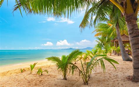 Blue Sea Ocean Beach Sand Palm Trees Summer Garden Summer Wallpaper Hd