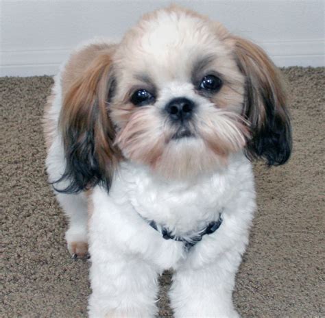 Shih Tzu Dog Breeders Profiles And Pictures Dog Breeders Profiles And