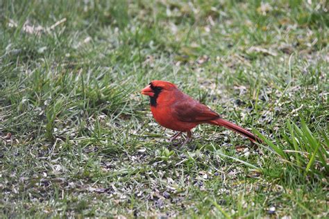 Northern Cardinal Male Photo By Courtney Celleyusfws Flickr