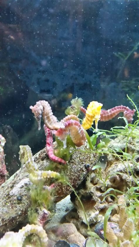 How To Set Up A Seahorse Aquarium Aquatic Live Food Aqua Cultured