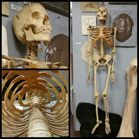 Natural Selections — Real Human Skeleton For Sale This Is
