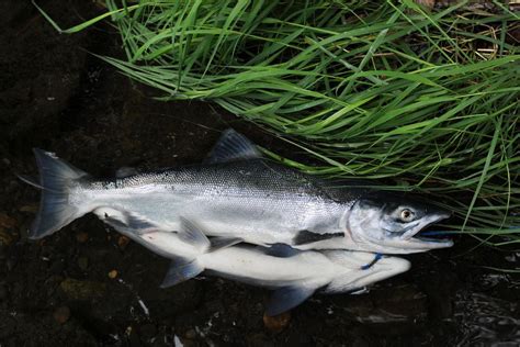 Russian River Teeming With Red Salmon Opens To Fishermen On Sunday