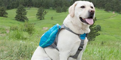 9 Best Dog Backpacks For Hiking And Camping 2017 Small