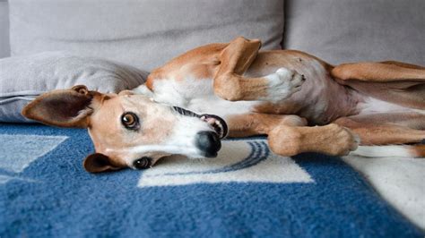 Pet Health and Safety | PetPartners Pet Insurance