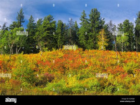 Edge Of Forest In Autumn Color Near Prince Albert Saskatchewan Canada