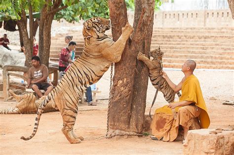 Tiger Temple Thailand The Great Projects