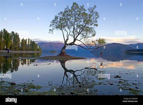 That Wanaka Tree In Lake Wanaka Stock Photo Alamy