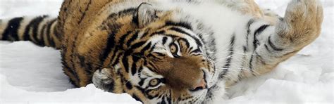 Całe życie spędził w ogrodzie zoologicznym. Ogród Zoologiczny - Kraków - Zoo - Kraków - Atrakcje.pl