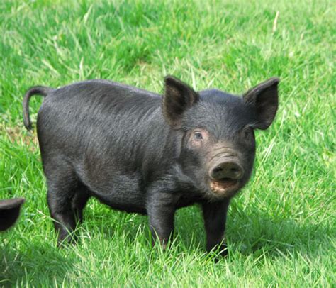 Cascade Meadows Farm American Guinea Hog Piglets